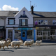 Image for article titled At Least These Goats Get to Run Free in the Streets